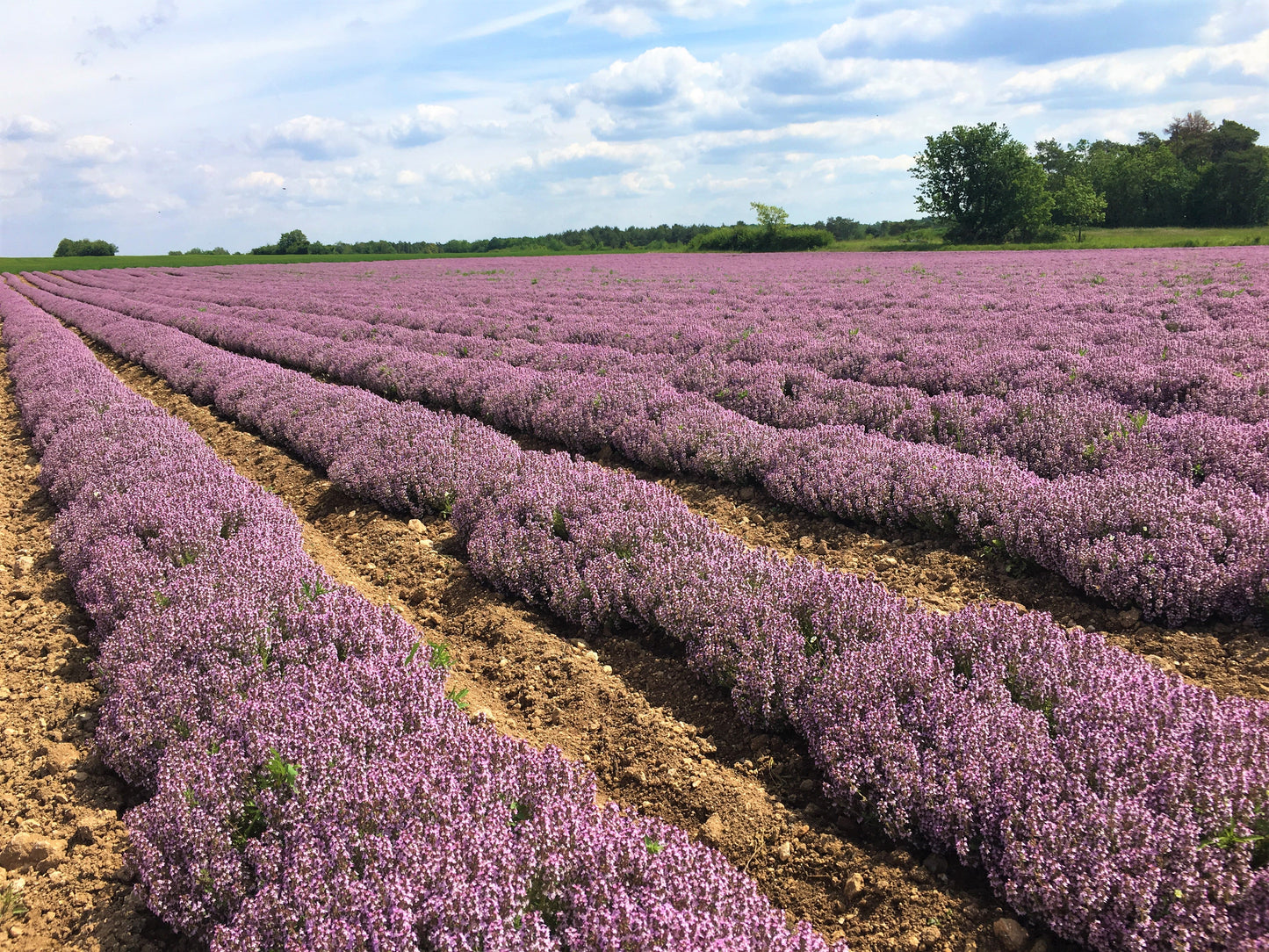 Finding Your Calm: 5 Life-Changing Benefits of Lavender Essential Oil